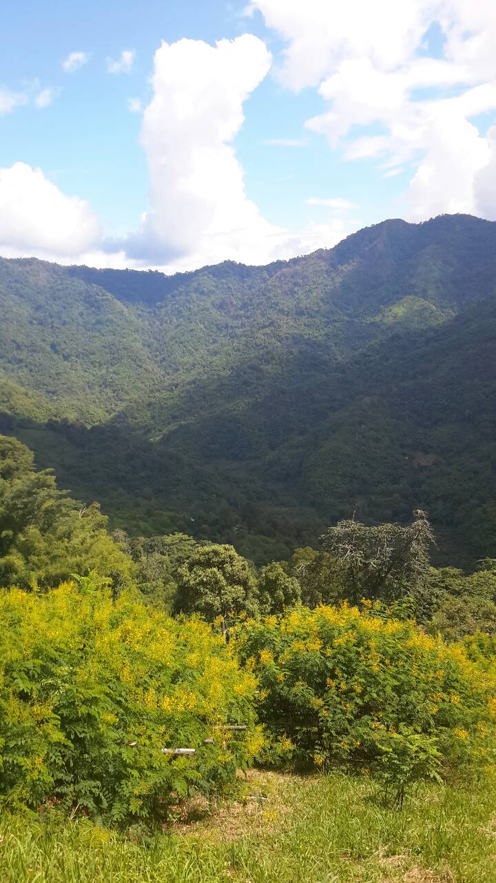 ททท.สำนักงานแพร่ เชิญชมดงดอกงวมบาน ที่บ้านผาตึม