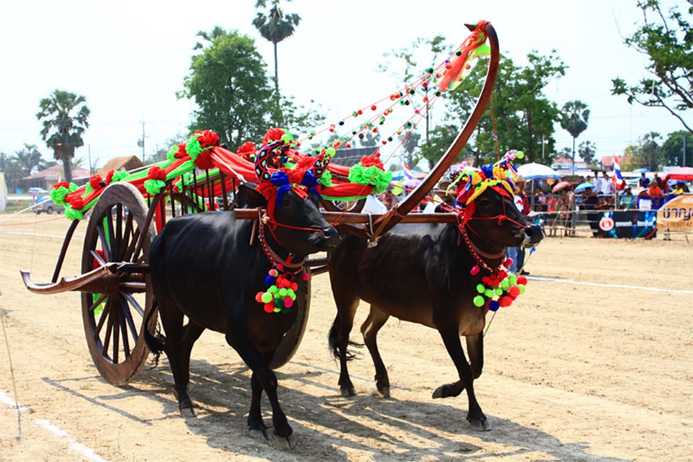 การแข่งขันวัวเทียมเกวียนอำเภอบ้านลาด ปี ๒๕๕๗ ชิงถ้วยพระราชทานสมเด็จพระเทพรัตนราชสุดาฯ สยามบรมราชกุมา