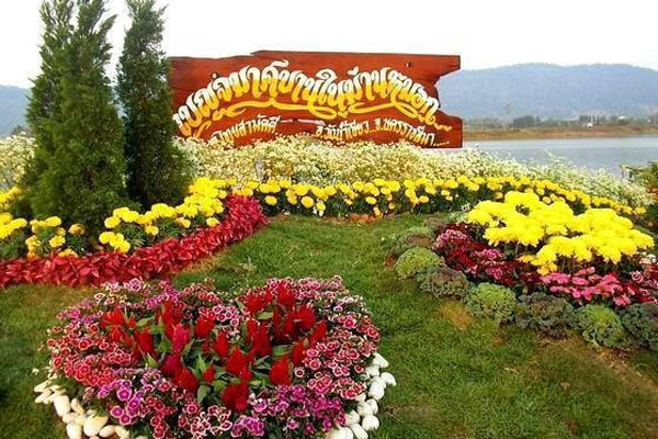 สีสันหลากหลาย ความสวยงามของดอกไม้เมืองหนาว  “งานเบญจมาศบาน ในม่านหมอก”