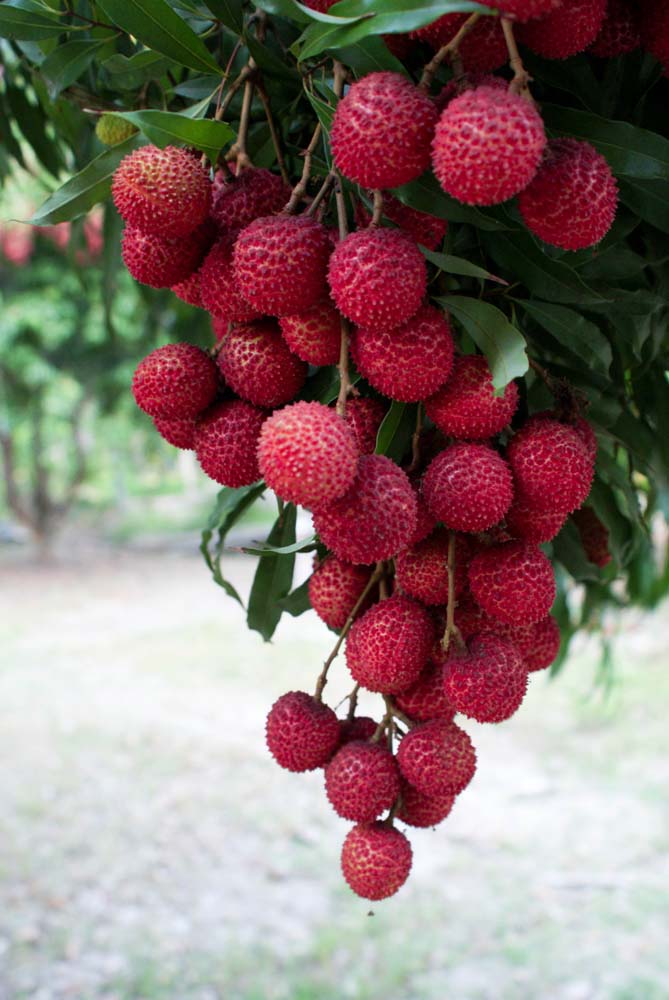 ขอเชิญเที่ยวงาน “เทศกาลลิ้นจี่ของดีสมุทรสงคราม ปี 2557”