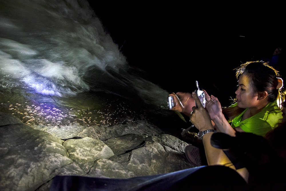 ททท.อุบลฯ จัดกิจกรรมเพื่อสิ่งแวดล้อม ชวนสื่อมวลชนและผู้ประกอบการธุรกิจท่องเที่ยวปล่อยกล้วยไม้คืนสู่ป่า  และชมปรากฏารณ์ “กุ้งเดินขบวน”  ณ แก่งลำดวน อ.น้ำยืน