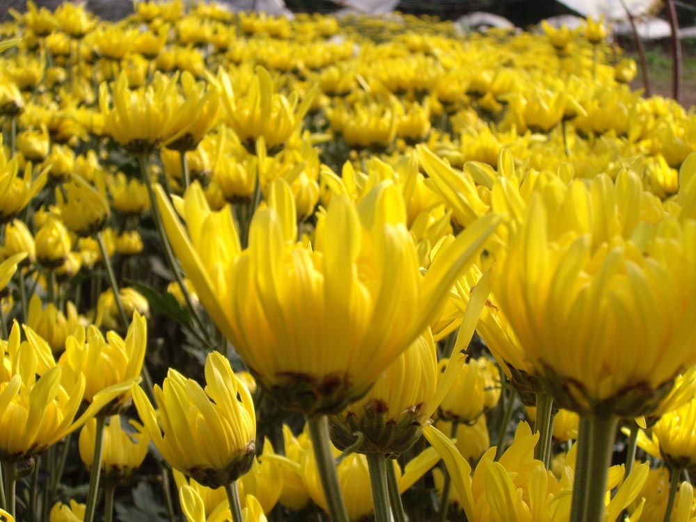 สีสันหลากหลาย ความสวยงามของดอกไม้เมืองหนาว งานเบญจมาศบาน ในม่านหมอก.